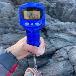 地磯でマダイとカンダイ