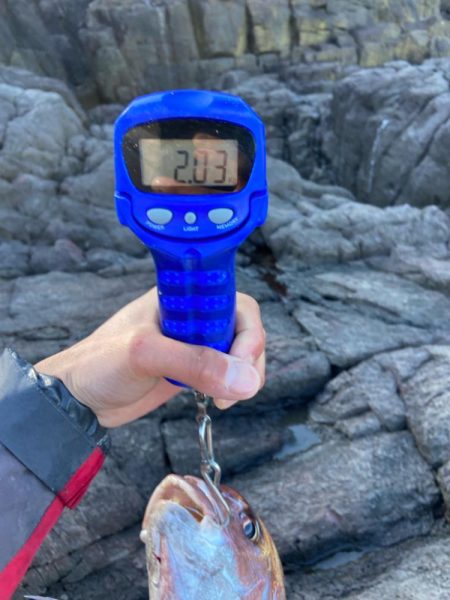 地磯でマダイとカンダイ