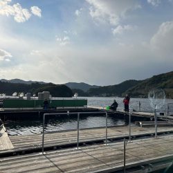 あなたに逢い鯛釣り堀 夕まずめ