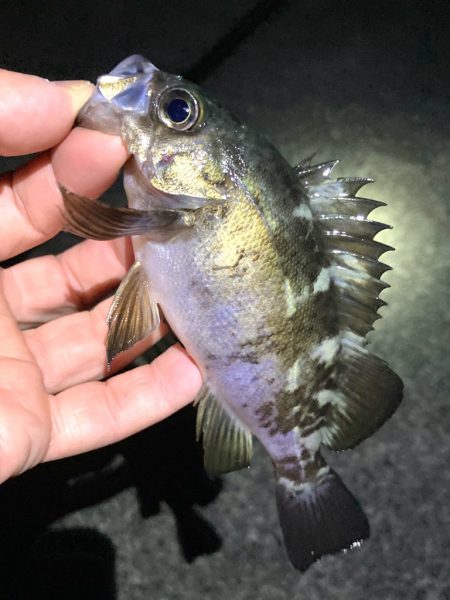 初釣りはメバリング