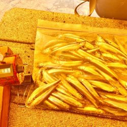 ワカサギ釣り　信濃雪鱒釣り