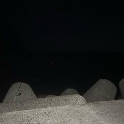 今年初投稿　初ヤリイカ