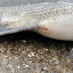 エビ撒きでおチヌさん活性高いです