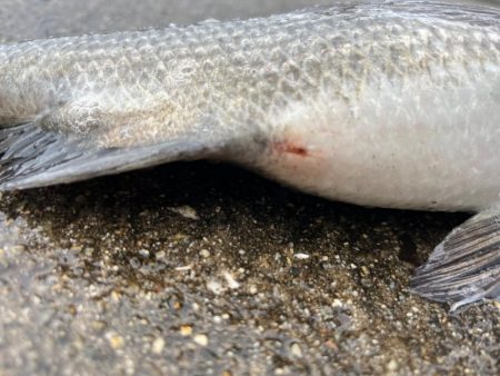 エビ撒きでおチヌさん活性高いです