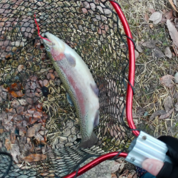 管釣り釣れればデカマス！