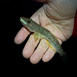 2024釣り初めライトゲーム