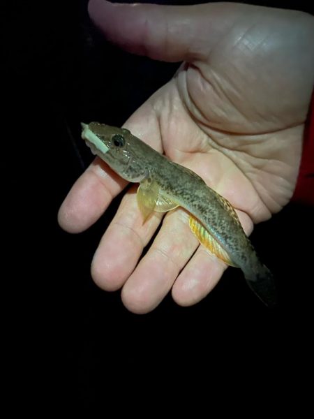 2024釣り初めライトゲーム