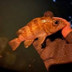 久々のデカメバル