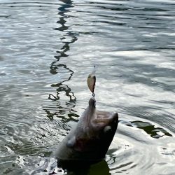 大会前のプラクティス