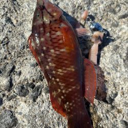 やっぱりガシラ(アラカブ)