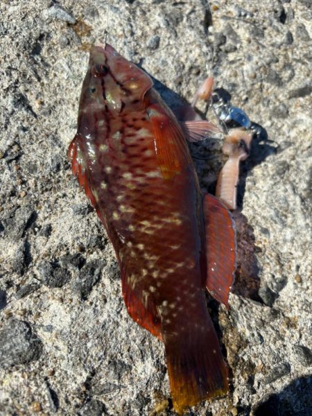 やっぱりガシラ(アラカブ)