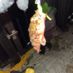 アジング→ガシリング