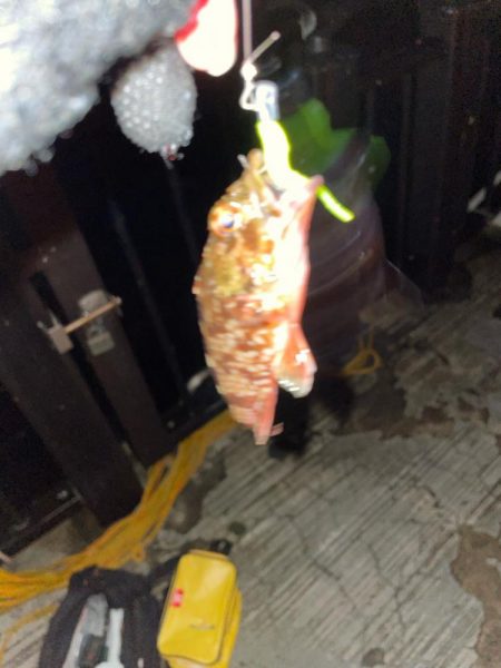 アジング→ガシリング