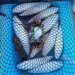 播磨のカットウフグ