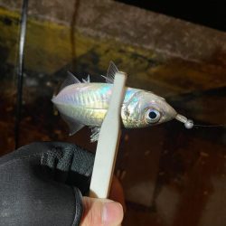 アジングゥ〜♩