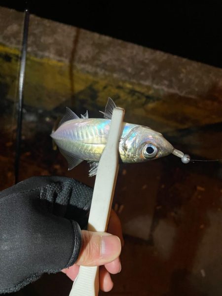 アジングゥ〜♩