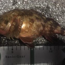 釣り始めはガシラから