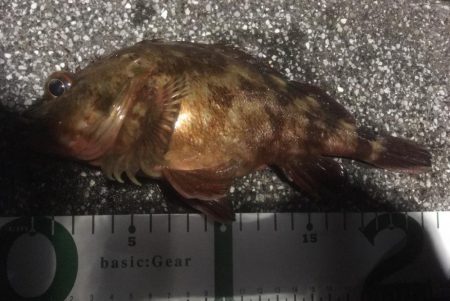 釣り始めはガシラから