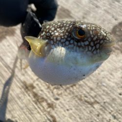 和歌山デカ鯵狙い