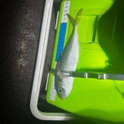 淡路島アジング