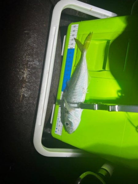 淡路島アジング