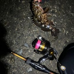 大きなメバル！！