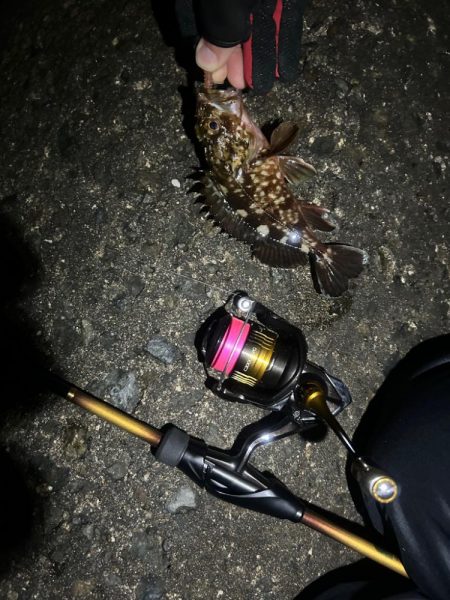 大きなメバル！！