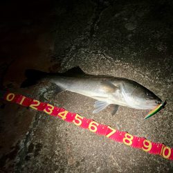 遂にキタ!尺だ!!