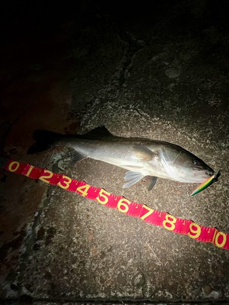 遂にキタ!尺だ!!