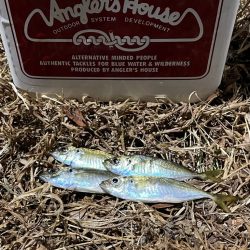 ジグ単de~アジング♪年明けの…