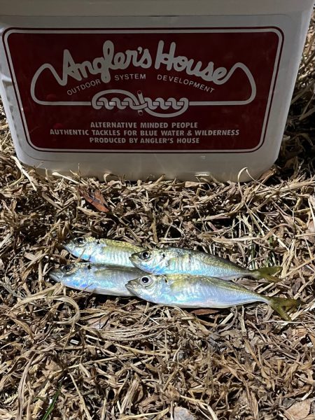 ジグ単de~アジング♪年明けの…