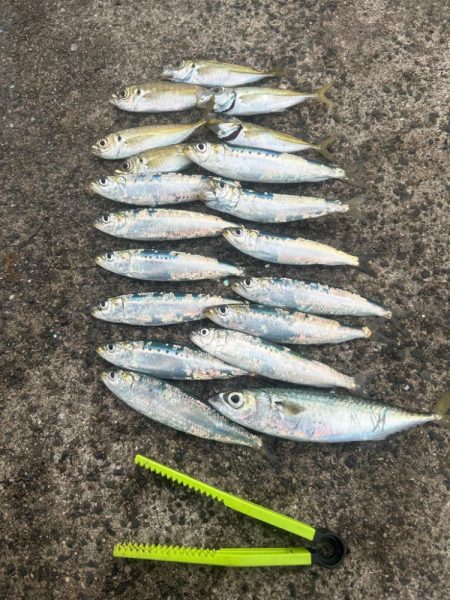 デイアジング！？