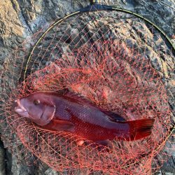 磯　フカセ釣り