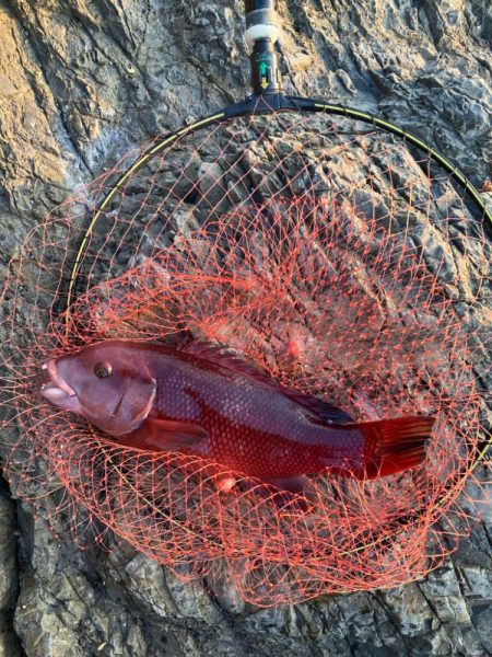 磯　フカセ釣り