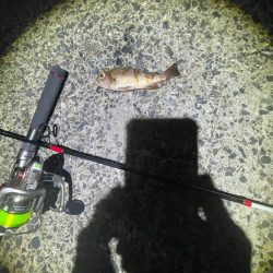 エギングは厳しかった。