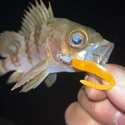 豆アジまだ釣れるの？