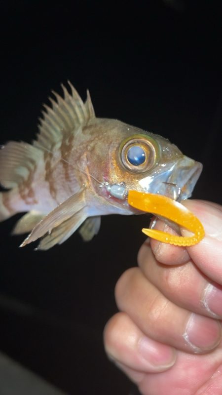 豆アジまだ釣れるの？