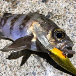 ✨メバルプラッキング✨