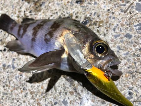 ✨メバルプラッキング…