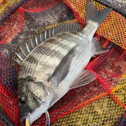 ヘチってきました