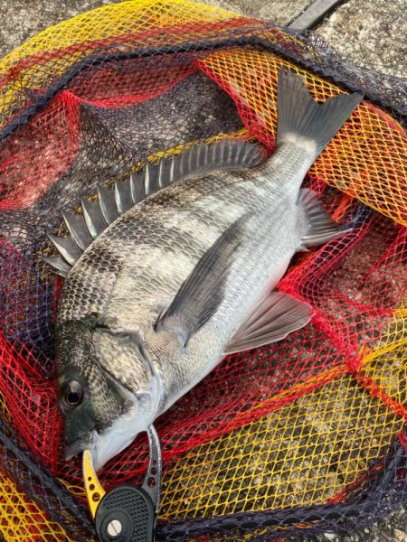 ヘチってきました