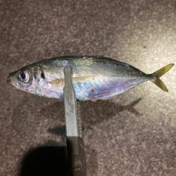 飛ばしサビキで良型連発