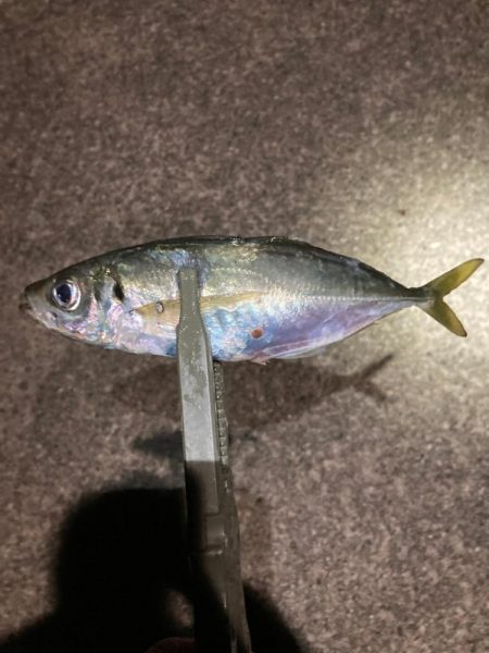 飛ばしサビキで良型連発