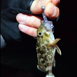 先週のサゴシ釣行に味をしめ