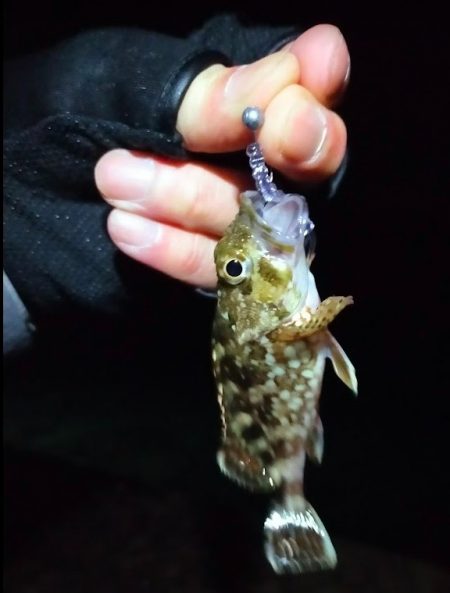 先週のサゴシ釣行に味をしめ