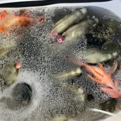 大分で連チャンしてカワハギ釣りでした