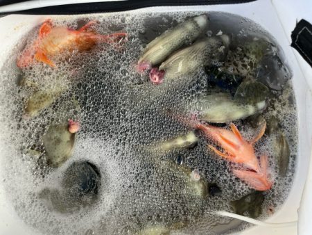 大分で連チャンしてカワハギ釣りでした