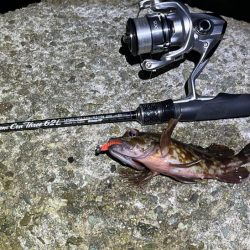 メバルは真冬の激渋！ガシラは産卵前の荒食いで爆釣モード！！