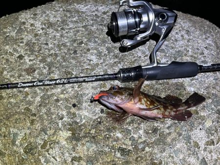 メバルは真冬の激渋！ガシラは産卵前の荒食いで爆釣モード！！