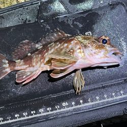 姫路メバリングで初釣り｜メバル激渋！ガシラ高活性！！